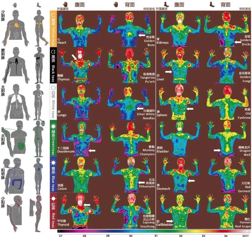 茶葉激發的人體紅外影像顯現經絡系統